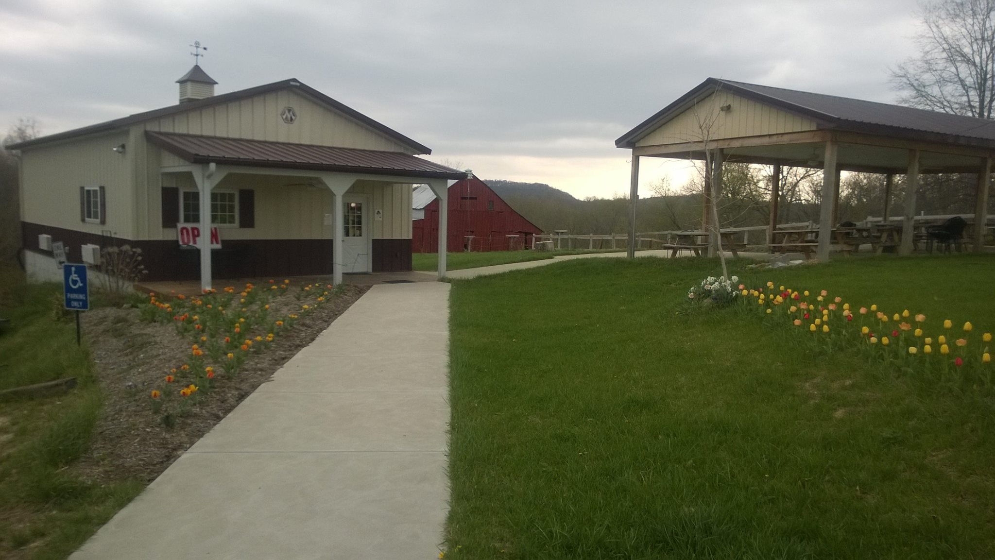 Blooming tulips infront of endless summer winery